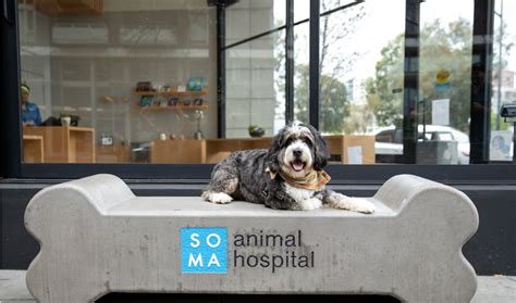 soma animal hospital|Welcome to SoMa Animal Hospital in San Francisco, CA .